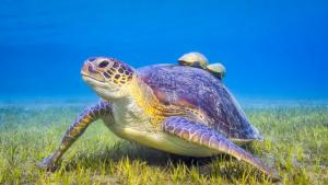 зелена морска костенурка