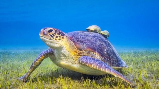 Студенокръвни животни пазят ключа към дълголетието 