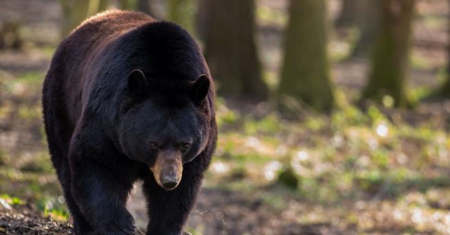 Черна мечка нахлу в къща в САЩ и разби стена