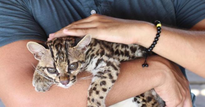 Бебета от критично застрашения вид Амурски леопард дебютираха пред публика