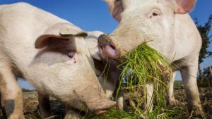 Първи случаи на африканска чума по свинете бяха регистрирани преди