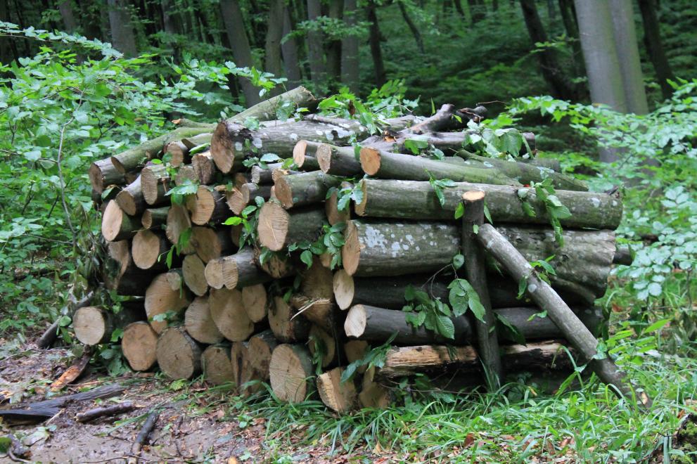 ДЛС Балчик доставя дърва за огрев