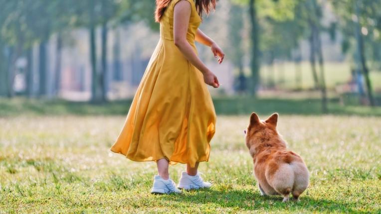  10 правила, които би трябвало да знаете при дресировката на кучето си 
