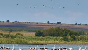 розово фламинго