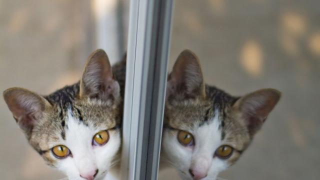 Котка направи епичен преход през Средиземно море