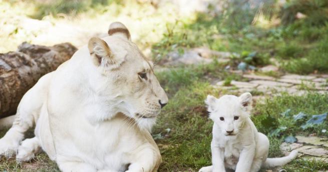 Френската организация по опазване на животните Caresse de Tigre показа