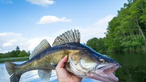 риба река улов