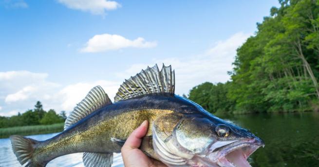 Жена улови риба с две усти в езерото Шамплейн в