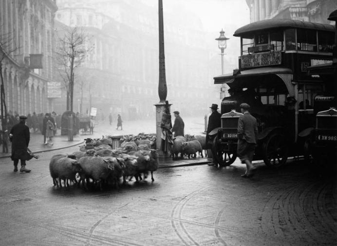 овце в Лондон
