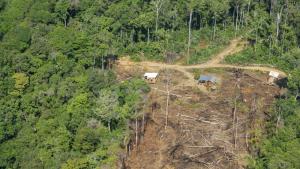 Амазонка обезлесяване