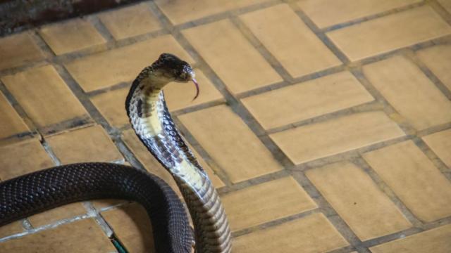 Смяна на ролите: 8-годишно индийче ухапа отровна змия