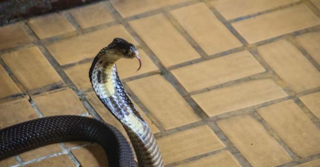 Отровна змия избяга вГермания, което доведе до евакуацията на няколко