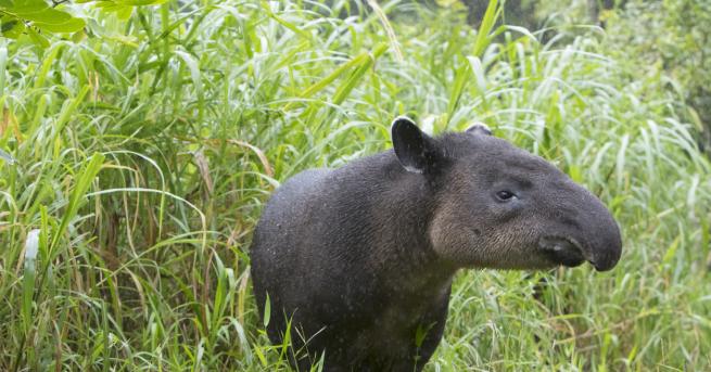 Застрашени от изчезване тапири живеят в имот в Хондурас който