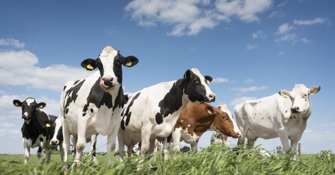 България Намериха шест мъртви крави в Рила Кравите са починали