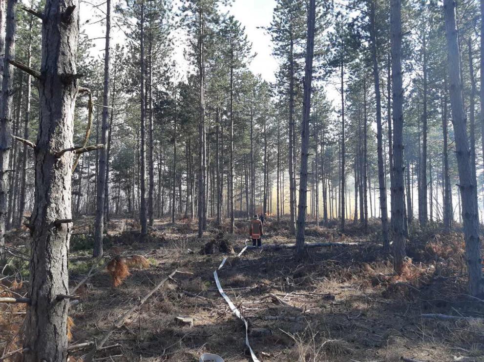 Пожарът в иглолистната гора край село Любичево