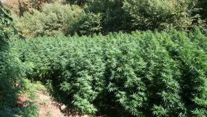 нива канабис