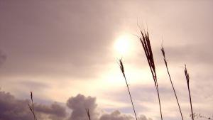 Откриха близо 2 000 нарушения при сделки с общински имоти