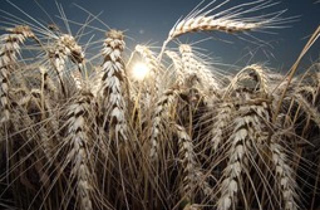 Пшеницата поевтиня с 23%