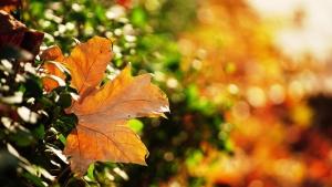 Есента на българската икономика