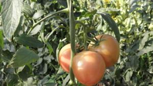 Доматите двойно поскъпи дрехите надолу