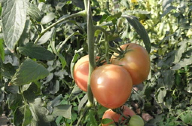 Доматите двойно по-скъпи, дрехите - надолу