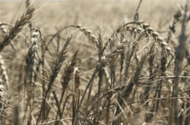 Цената на житото се понижи с 25% за година