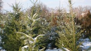 Сребристият смърч хит на пазара