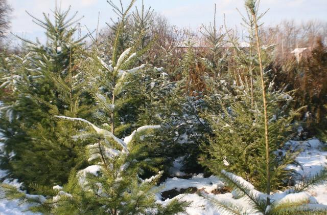 Сребристият смърч – хит на пазара