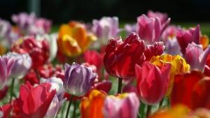 НАП погва цветарите преди 8 март