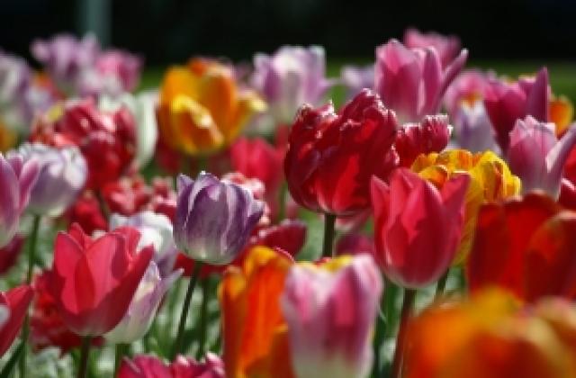 НАП погва цветарите преди 8 март