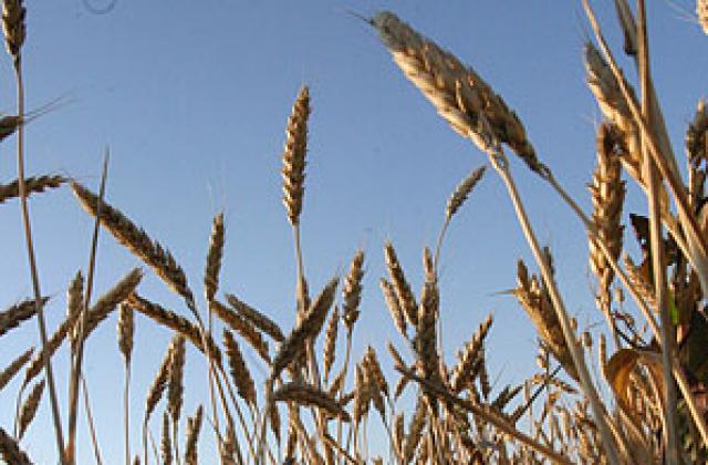 СГС вписа учредяването на Зърнени храни България АД