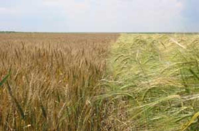 Рекордьори по поскъпване са пшеницата, царевицата и олиото