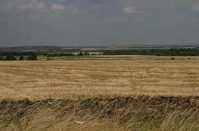 Пшеницата с рекорден спад, ЕК налага вносни мита
