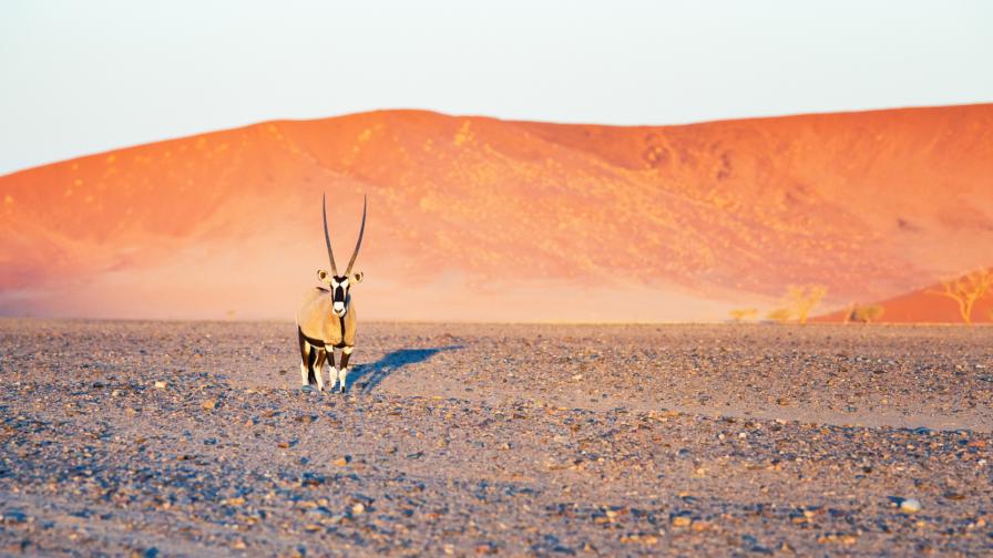 Намиб пустиня