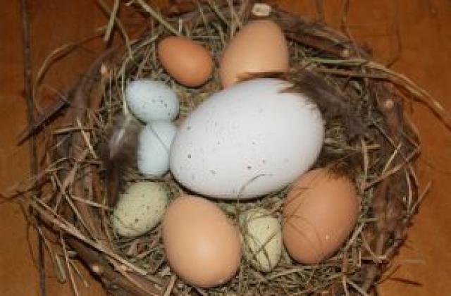 Пуснаха яйца по 1 100 евро за Великден