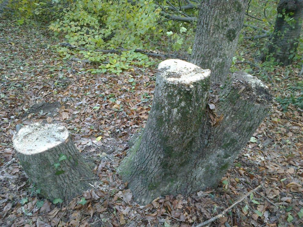 Иззеха незаконни дърва в ДЛС - Тервел