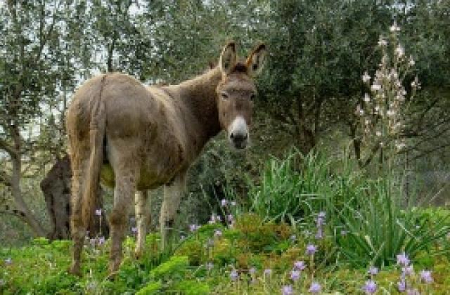 Сърбия произведе най-скъпото сирене в света - 1 000 евро за кг