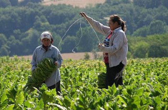 Правителството щяло да срине тютюнопроизводството, според БСП