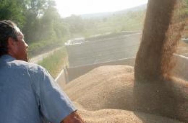 200 000 т пшеница залежават по складове. Прозрачната търговия – неизгодна?