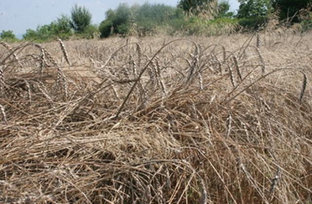 Над 60% от силистренската пшеница е с добро качество
