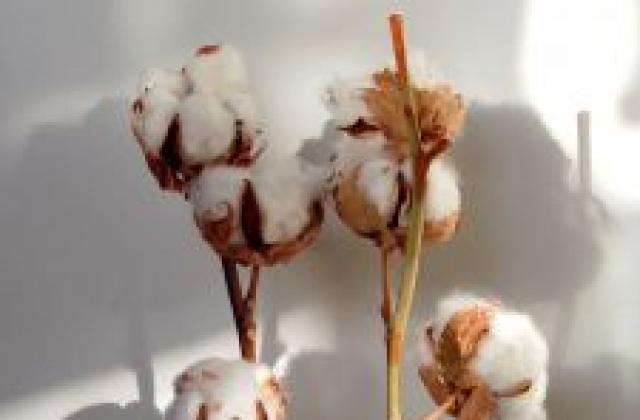 Цената на памука счупи 15-годишен рекорд