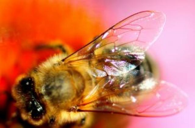 Пчеларите начело по усвояване на евросредства
