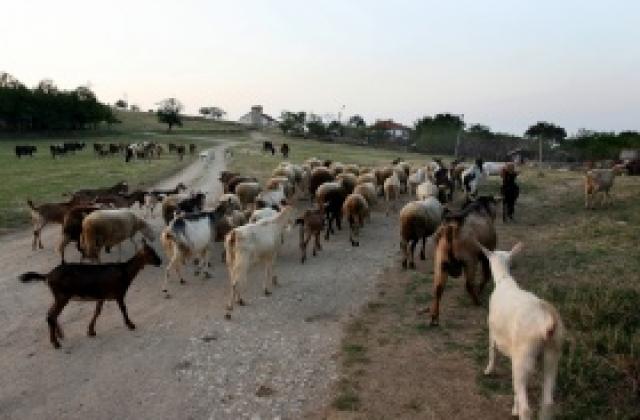 Предлагат овцевъдството като алтернатива на отглеждането на тютюн