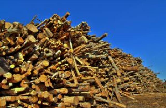 Износът стабилизира дървопреработващия отрасъл в Смолянско