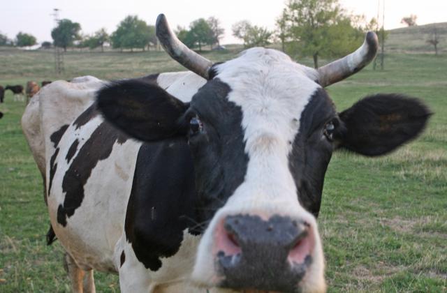 Английските крави минават на диета заради глобалното затопляне