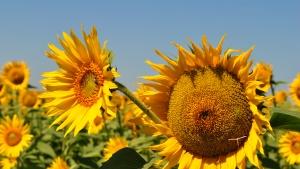 Слънцето говори пазарите ще растат