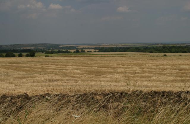 Очакват 3.9 млн. тона пшеница тази година
