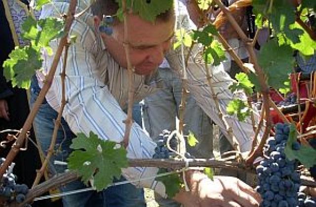 Мирослав Найденов: Изкупната цена на гроздето е нараснала двойно