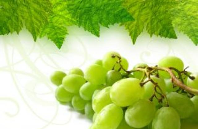 През последните години виненият туризъм по Северното Черноморие набира все