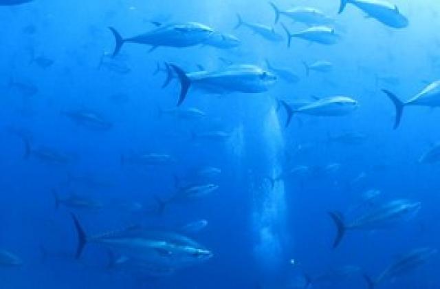 Клането на риба тон в Средиземно море продължава
